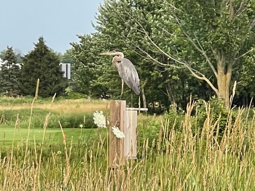 Heron on the Perch